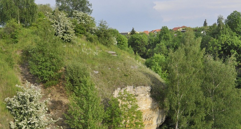 slunečnice
